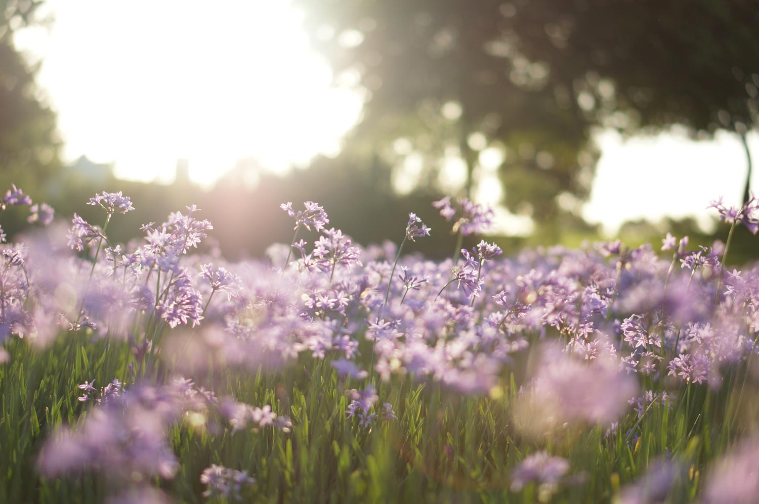 Purple wild flowers and grass